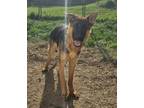 Adopt Hugo a German Shepherd Dog, Mixed Breed