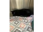 Adopt Smudge - Black Cat in foster care a Domestic Short Hair