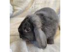 Adopt Winston a Holland Lop