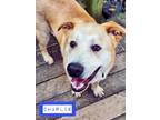 Adopt Charlie a Yellow Labrador Retriever