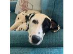 Adopt Archer a Dalmatian