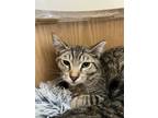 Adopt Greeter a Tabby