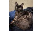 Adopt Bartholomew a Domestic Short Hair, Tabby