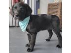 Adopt Guinness a Black Labrador Retriever, Standard Poodle