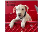 Adopt Frostee a Pit Bull Terrier