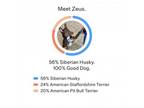 Adopt Zeus a Siberian Husky, Pit Bull Terrier