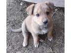 Adopt Grouper a German Shepherd Dog, Anatolian Shepherd