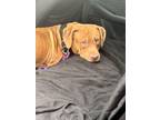 Adopt Booger a Dogue de Bordeaux