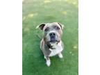 Adopt Lucky Blue a Mixed Breed