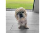 Adopt Mushu a Shih Tzu