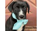 Adopt MYLES 24-01-062 a Labrador Retriever
