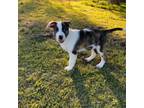 Adopt Pi 24-03-031 a Australian Shepherd, Mixed Breed