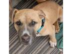 Adopt Patch a American Staffordshire Terrier, Shepherd