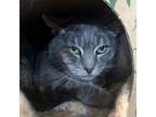 Adopt Thomas a Domestic Short Hair