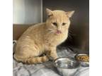 Adopt Sam a Domestic Short Hair