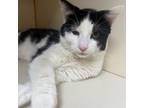 Adopt Craig a Domestic Short Hair