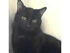 Adopt Habi a Domestic Short Hair