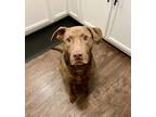 Adopt Moose a Chocolate Labrador Retriever, Pit Bull Terrier