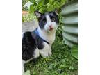 Adopt Vincent a Domestic Short Hair