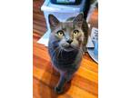 Adopt Coal a Domestic Short Hair