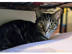 Adopt Albert a Domestic Short Hair