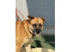 Adopt Clarence a Shepherd, Mixed Breed