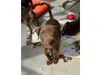 Adopt Titan a Weimaraner, Terrier