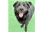 Adopt Cadbury a Chow Chow, Newfoundland Dog