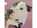 Adopt Harvey a American Staffordshire Terrier