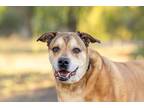 Adopt Meatball a Rhodesian Ridgeback, Shepherd