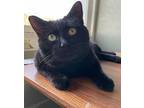 Adopt Aster a Domestic Short Hair