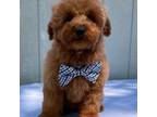 Poodle (Toy) Puppy for sale in Belleview, FL, USA