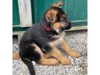 German Shepherd Dog Puppy for sale in Onaway, MI, USA