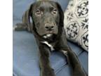 Adopt Witt a German Shorthaired Pointer, Labrador Retriever