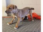 Adopt Munk a Mixed Breed