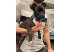 Adopt Bradley a Boston Terrier