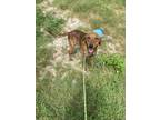 Adopt Tumbleweed a Plott Hound, Redbone Coonhound