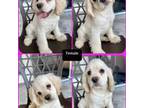 Cocker Spaniel Puppy for sale in Lehigh Acres, FL, USA