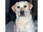 Adopt Sunny a Yellow Labrador Retriever