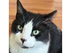 Adopt Panda a Domestic Short Hair