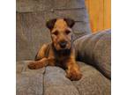 Irish Terrier Puppy for sale in Waterloo, NY, USA