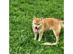 Shiba Inu Puppy for sale in Covington, TX, USA