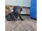 Labrador Retriever Puppy for sale in Missoula, MT, USA