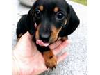 Dachshund Puppy for sale in Austin, TX, USA