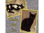 Adopt Elvis and Chester a American Shorthair