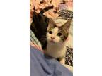 Adopt Albie a Domestic Short Hair