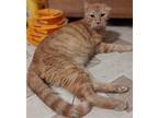 Adopt Earl a Domestic Short Hair