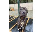 Adopt ZEKE a Pit Bull Terrier