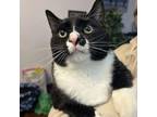 Adopt Ryker 1989 a Domestic Short Hair