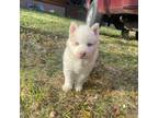 Siberian Husky Puppy for sale in Taneytown, MD, USA